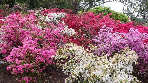 20110512ツツジ001.jpg