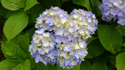 20110616アジサイ003.jpg