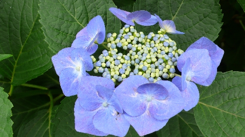 20110623ガクアジサイ001.jpg