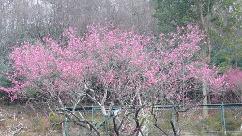 120308kankoubai3.jpg