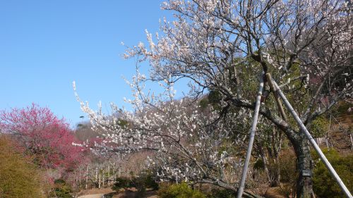 120329ume.jpg
