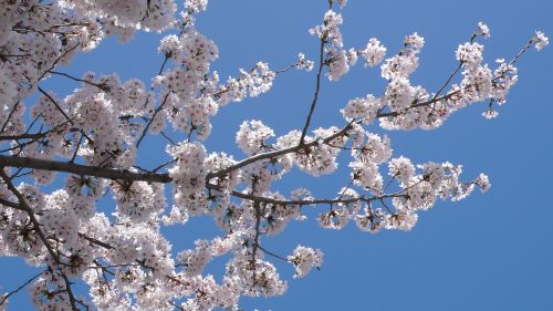 120412sakura1.jpg