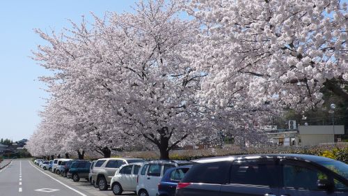 120412sakura2.jpg