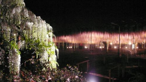120503nightshirooofuji.jpg
