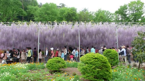 120506murasakifuji.jpg