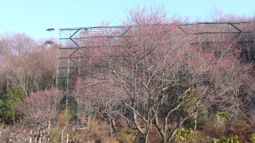 20120223kannkouobai2.jpg