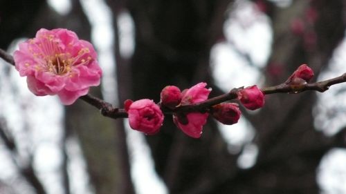 20120302kankou3.jpg