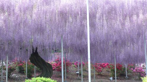 20120507_murasakifujidana.jpg