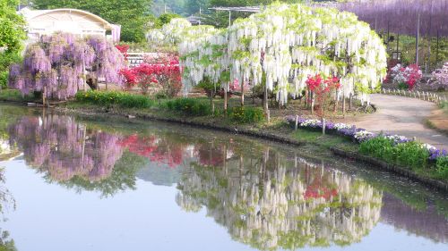 20120508amshiromurasaki1.jpg