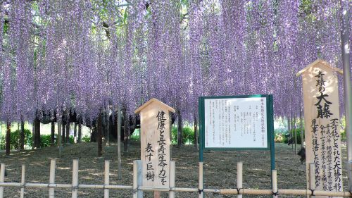 20120512gozeno.jpg