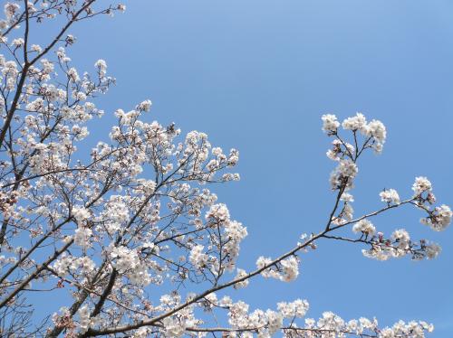 20130328_sakura.jpg
