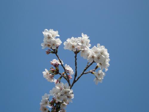 20130328_sakura1.jpg