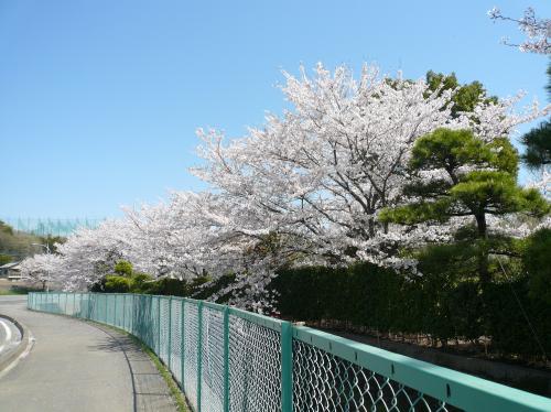 20130404_sakura.jpg