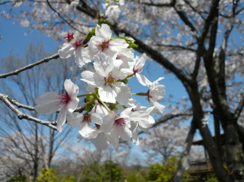 20130404_sakura1.jpg