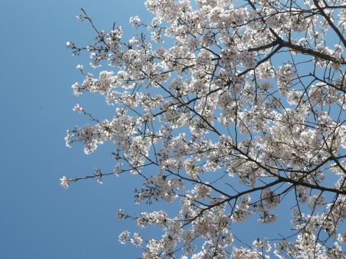 20130404_sakura2.jpg