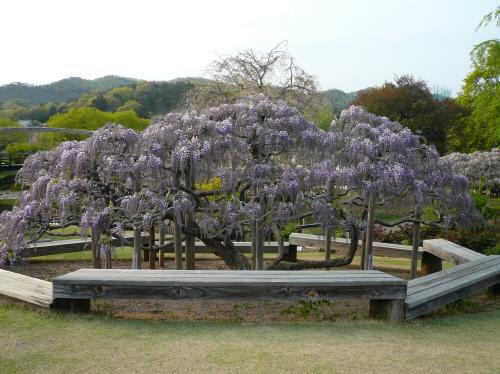 20130415_murasaki.jpg