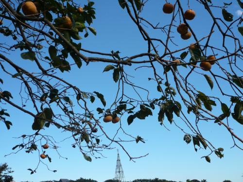 20131017_kaki1.jpg
