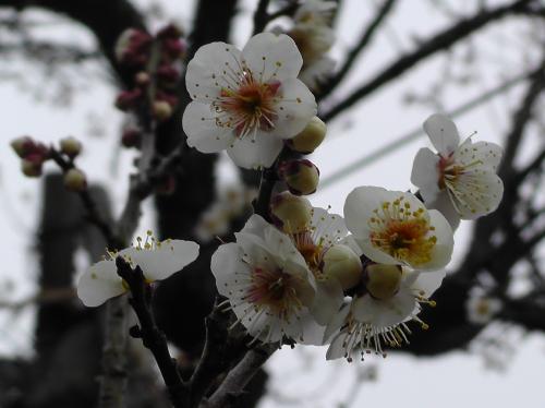 20140313_ume1.jpg