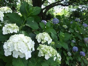 変換 ~ 2007_0615空0024.jpg