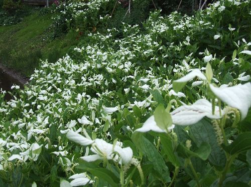 変換 ~ 2007_06220006.jpg