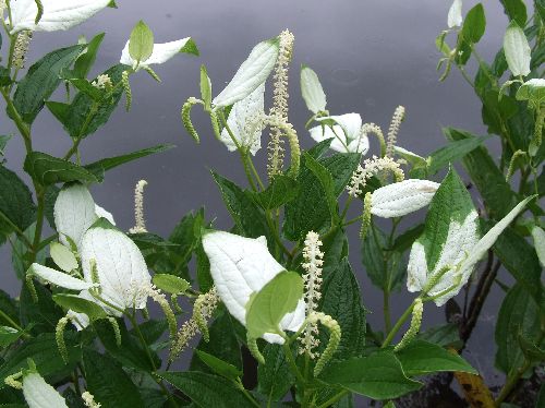 変換 ~ 2007_06220016.jpg