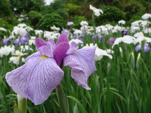 20100612花菖蒲2.jpg