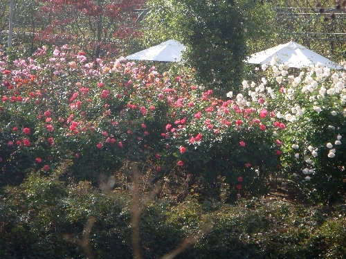 20101118バラ1.jpg