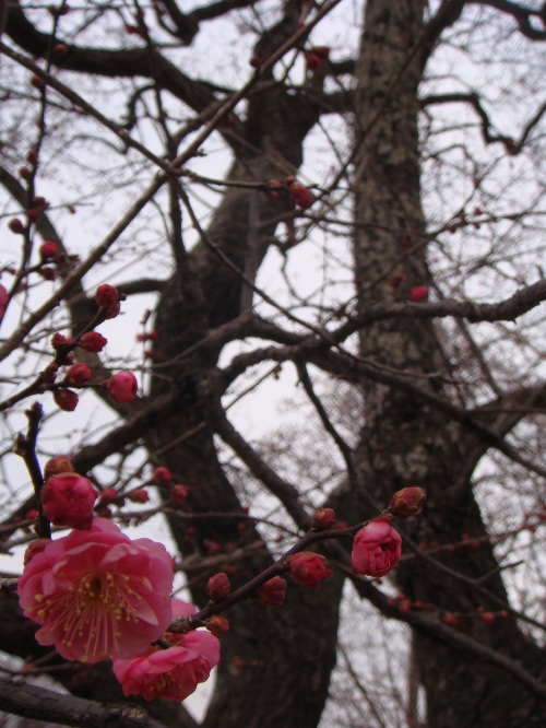 変換 ~ 寒紅梅20100120.jpg