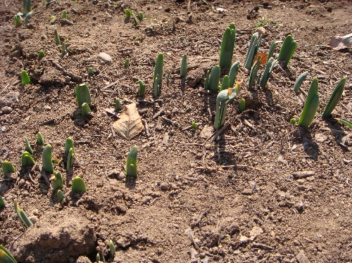 変換 ~ 球根①20100120.jpg