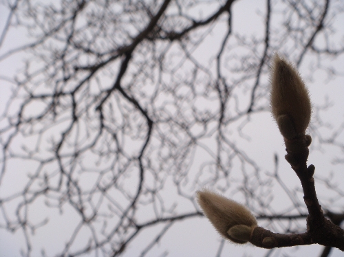 変換 ~ 木蓮20100120.jpg