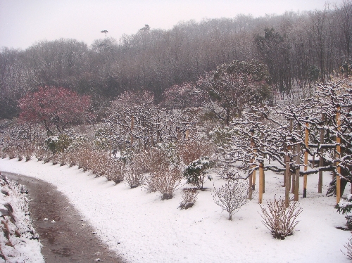 20110209雪景色1.jpg