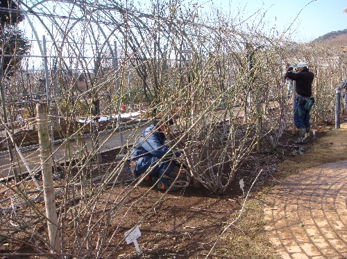 20110220バラ剪定1.jpg