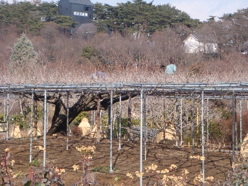 20110220フジ剪定.jpg