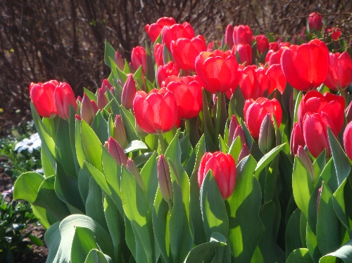20110225チューリップ3.jpg