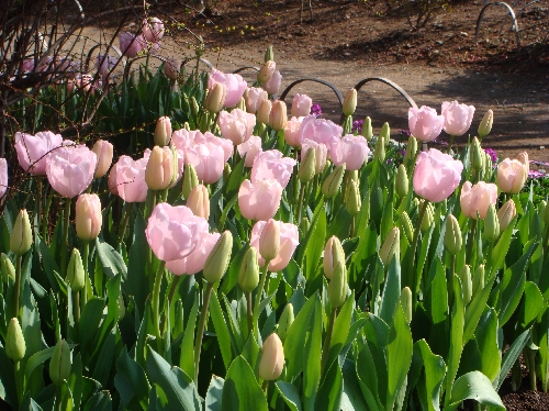 20110225チューリップ4.jpg