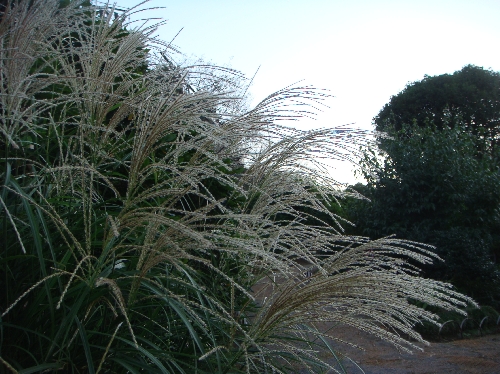 20110918ススキ.jpg