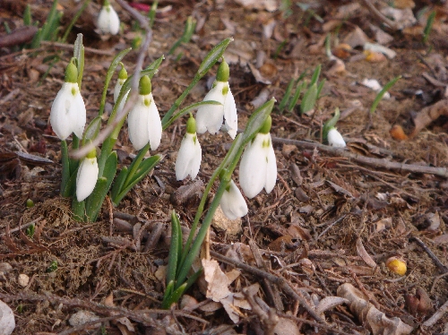 20120127スノードロップ.jpg