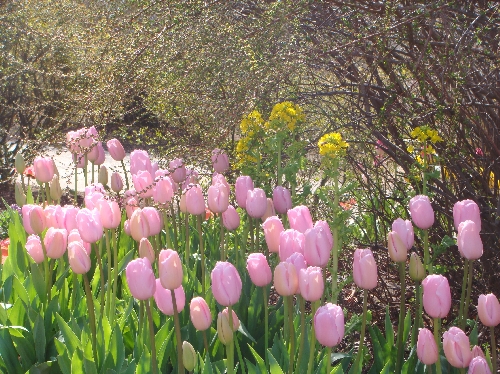 20120320チューリップ.jpg