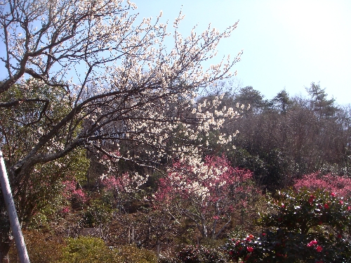 20120320ウメ.jpg