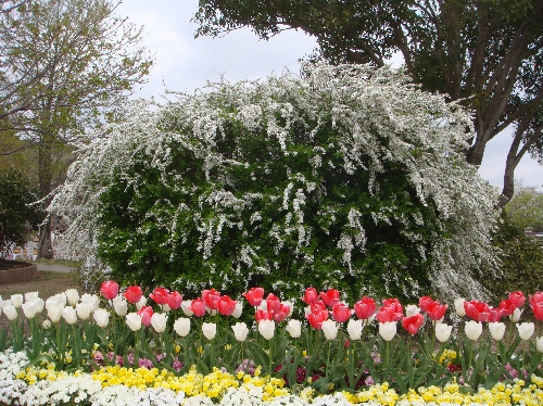 20120419チューリップ.jpg