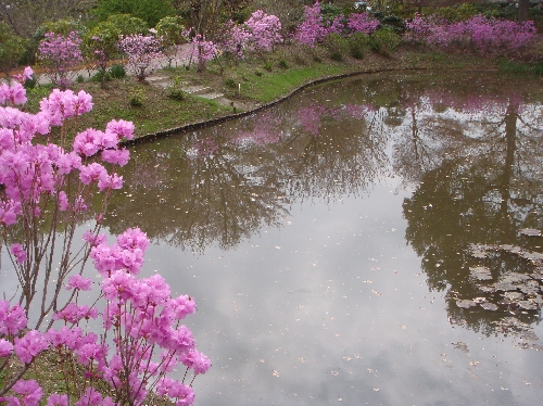 20120419ゲンカイツツジ.jpg