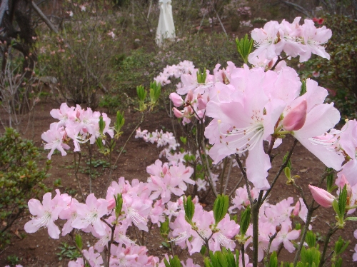 20120419クロフネツツジ.jpg