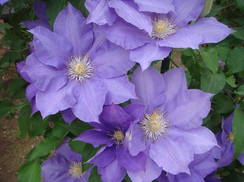 20120513クレマチス.jpg