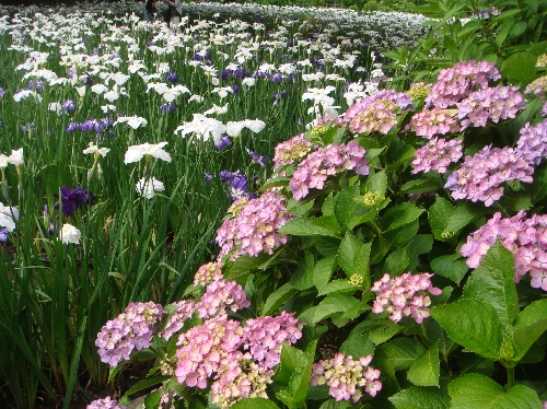 20120629アジサイとハナショウブ.jpg