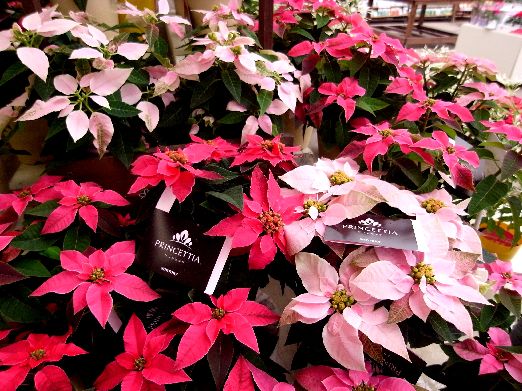 変換 ~ プリン.jpg