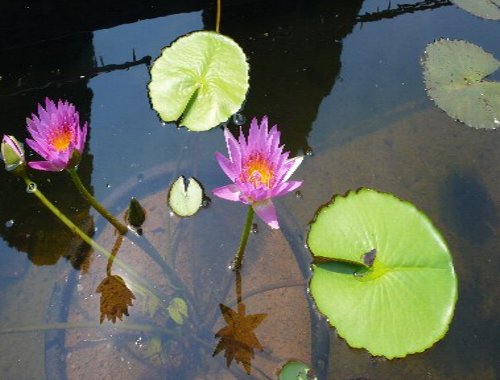 熱帯性スイレン.JPG