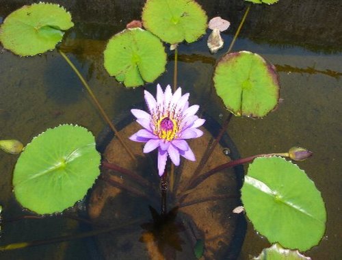 熱帯性スイレン (1).JPG
