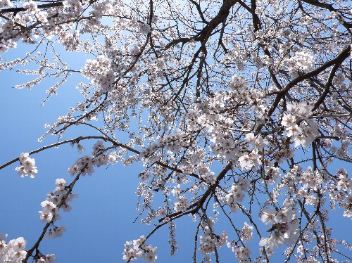 サクラ02.jpg