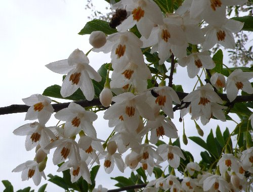 20130520 エゴノキ.JPG