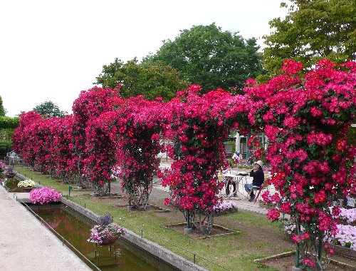 20130520 カクテル.JPG